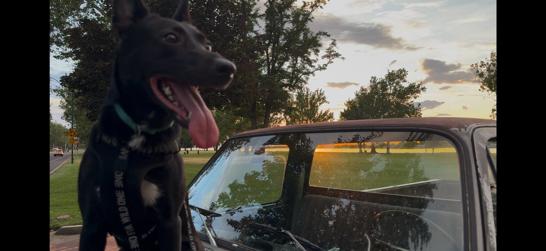 Black dog sitting on a pickup tailgate at sunset